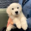 Image of Cadence, a Golden Retriever puppy