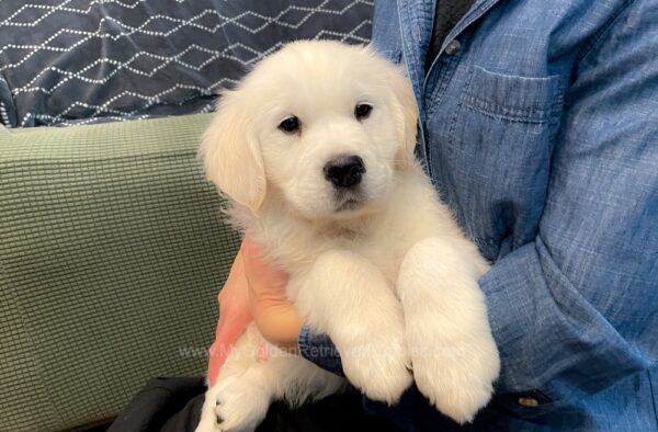 Image of Cadence, a Golden Retriever puppy