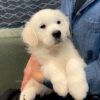Image of Cadence, a Golden Retriever puppy