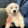 Image of Cadence, a Golden Retriever puppy