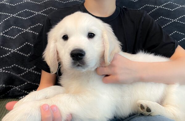 Image of Canyon, a Golden Retriever puppy