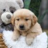 Image of Caramel, a Golden Retriever puppy