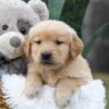 Image of Caramel, a Golden Retriever puppy