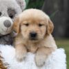 Image of Caramel, a Golden Retriever puppy