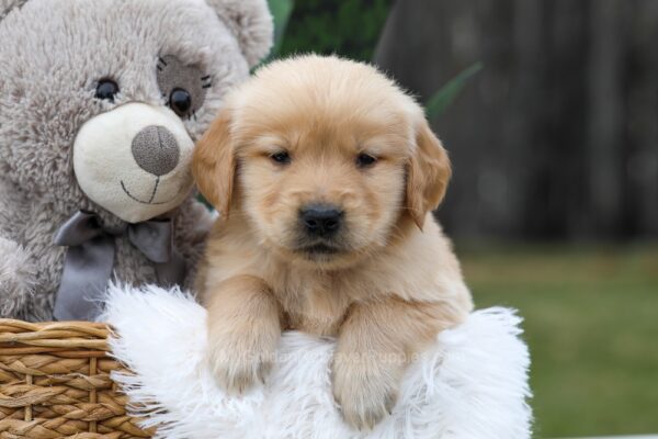Image of Caramel, a Golden Retriever puppy
