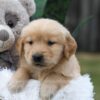 Image of Caramel, a Golden Retriever puppy