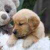 Image of Caramel, a Golden Retriever puppy