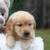 Image of Caramel, a Golden Retriever puppy