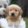Image of Caramel, a Golden Retriever puppy