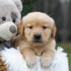 Image of Caramel, a Golden Retriever puppy
