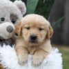 Image of Caramel, a Golden Retriever puppy