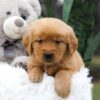 Image of Carter, a Golden Retriever puppy