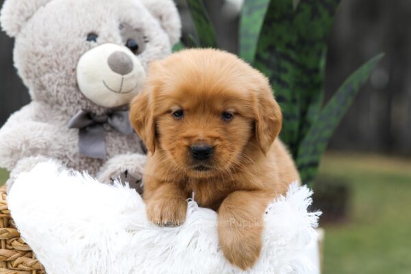Image of Carter, a Golden Retriever puppy