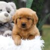 Image of Carter, a Golden Retriever puppy