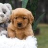 Image of Carter, a Golden Retriever puppy