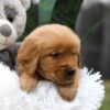 Image of Carter, a Golden Retriever puppy