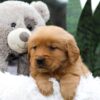 Image of Carter, a Golden Retriever puppy