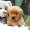 Image of Carter, a Golden Retriever puppy