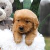 Image of Carter, a Golden Retriever puppy