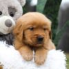 Image of Carter, a Golden Retriever puppy