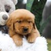Image of Carter, a Golden Retriever puppy