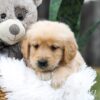 Image of Casper, a Golden Retriever puppy