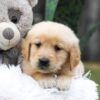 Image of Casper, a Golden Retriever puppy