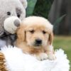 Image of Casper, a Golden Retriever puppy