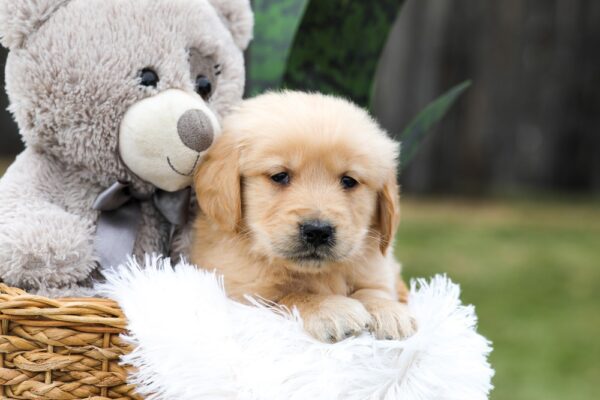 Image of Casper, a Golden Retriever puppy