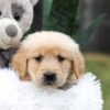 Image of Casper, a Golden Retriever puppy