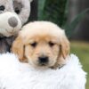 Image of Casper, a Golden Retriever puppy