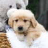 Image of Casper, a Golden Retriever puppy