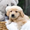 Image of Casper, a Golden Retriever puppy