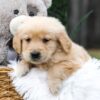 Image of Casper, a Golden Retriever puppy
