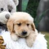 Image of Casper, a Golden Retriever puppy