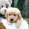 Image of Casper, a Golden Retriever puppy