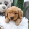 Image of Champ, a Golden Retriever puppy