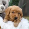 Image of Champ, a Golden Retriever puppy
