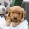 Image of Champ, a Golden Retriever puppy
