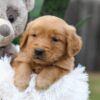 Image of Champ, a Golden Retriever puppy