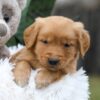 Image of Champ, a Golden Retriever puppy