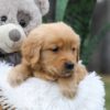 Image of Chase, a Golden Retriever puppy