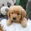 Image of Chase, a Golden Retriever puppy