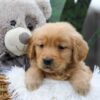 Image of Chase, a Golden Retriever puppy