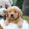 Image of Chase, a Golden Retriever puppy