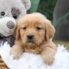 Image of Chase, a Golden Retriever puppy