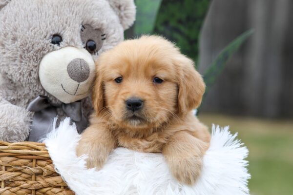 Image of Chase, a Golden Retriever puppy