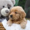 Image of Chase, a Golden Retriever puppy