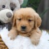 Image of Chase, a Golden Retriever puppy