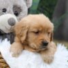Image of Chase, a Golden Retriever puppy